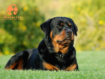 Mua Bán Chó Rottweiler Thuần Chủng Tphcm